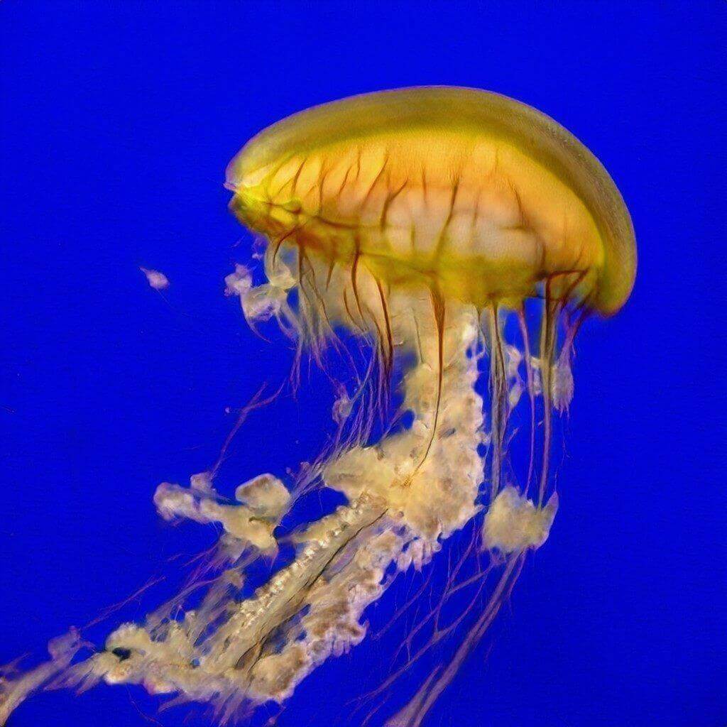 This Jellyfish Does Not Exist, 2021