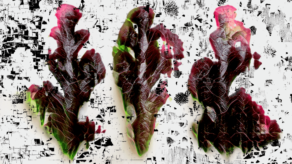 Flamenco Dancers, the Red-Hot Latenttuce Cultivar 2021